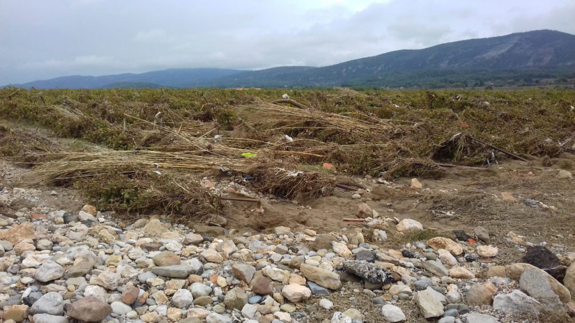 En fonction de leur orientation, de nombreuses vignes ont été couchées. Certains doivent être arrachées par la suite si les souches sont trop atteintes et ne peuvent pas être relevées.