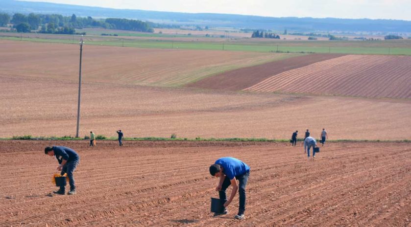 Le lycée agricole Le Robillard a la particularité d’être traversé par le méridien de Greenwich. Ce n’est pas pour autant que les futurs professionnels qui s’y forment se prennent pour le centre du monde et n’ont pas le souci d’aider ceux qui ont moins qu’eux. Le mercredi 11 septembre, sous le soleil normand, armés de simples seaux et de leur bonne volonté, des étudiants en BTS agronomie et productions végétales ont retroussé leurs manches pour une journée de glanage solidaire au profit de la Croix-Rouge française. Nous y étions. Journée du don agricole. Solaal.