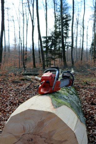 Tempête silencieuse dans les forêts du Grand Est | le bimsa
https://lebimsa.fr/?p=18975
Les forêts du Grand Est ont connu une fin d’année 2019 noire avec un nombre d’accidents mortels en forte hausse. En cause, des arbres fragilisés par le réchauffement climatique et des chutes de branches à répétition. Patrick Bangert, bûcheron à la retraite et élu de la MSA Alsace, tire la sonnette d’alarme