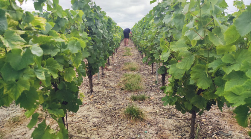   Vendanges 2020 : toutes les dates en Champagne
Moins de vendangeurs dans les vignes Du fait de la crise du Covid-19 et de ses conséquences sanitaires et économiques, la cuvée 2020 aura un goût particulier en Champagne mais les vignerons et les vendangeurs, habitués à s’adapter et à se réinventer en permanence, pensent déjà à l’après-crise. Rencontres.