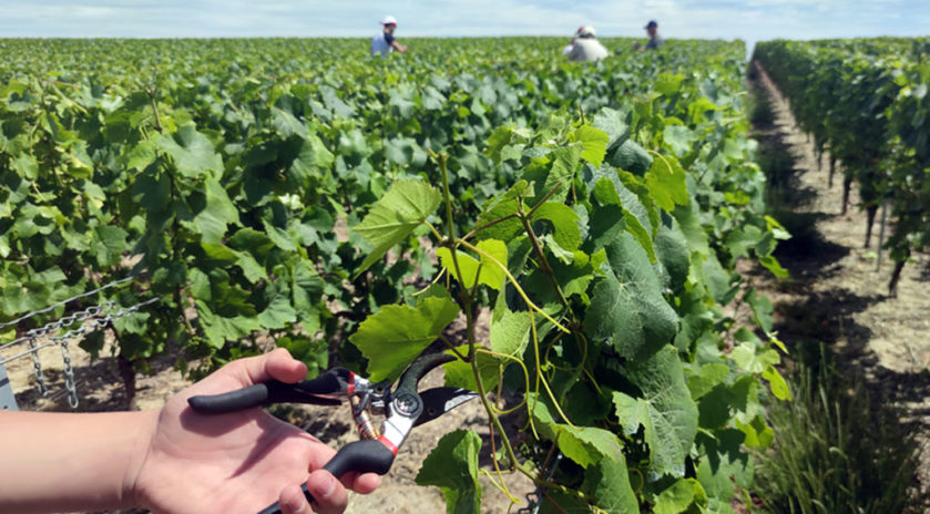  Vendanges 2020 : toutes les dates en Champagne
Moins de vendangeurs dans les vignes Du fait de la crise du Covid-19 et de ses conséquences sanitaires et économiques, la cuvée 2020 aura un goût particulier en Champagne mais les vignerons et les vendangeurs, habitués à s’adapter et à se réinventer en permanence, pensent déjà à l’après-crise. Rencontres.