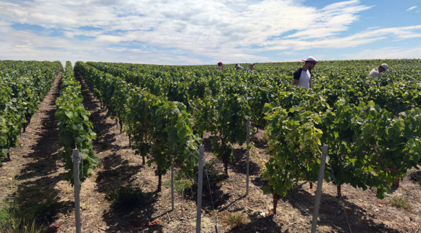 Champagne Vendanges 2020 : toutes les dates en Champagne
Moins de vendangeurs dans les vignes
Du fait de la crise du Covid-19 et de ses conséquences sanitaires et économiques, la cuvée 2020 aura un goût particulier en Champagne mais les vignerons et les vendangeurs, habitués à s’adapter et à se réinventer en permanence, pensent déjà à l’après-crise. Rencontres.