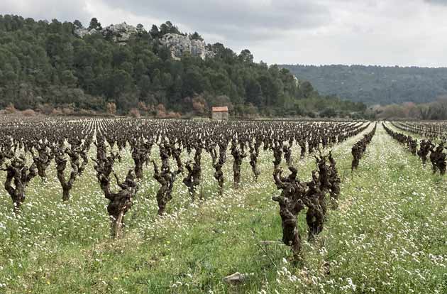 Paysage viticole autour de Saint-Jean-de-Minervois (Hérault)