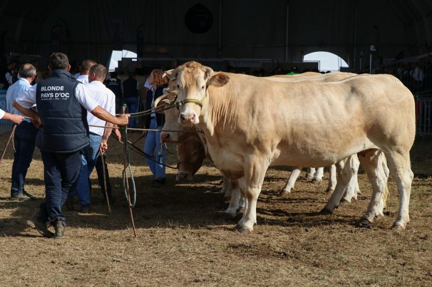 Les Pyrénéennes salon agricole blonde pays d'oc