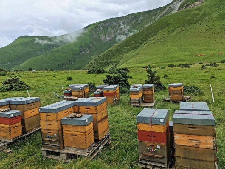 Apiculture Miel Lumière d'abeilles Pyrénées