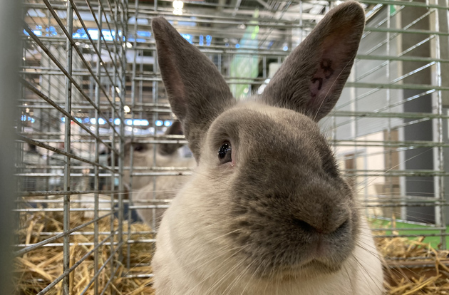 Salon de l'agriculture 2022 - lapin