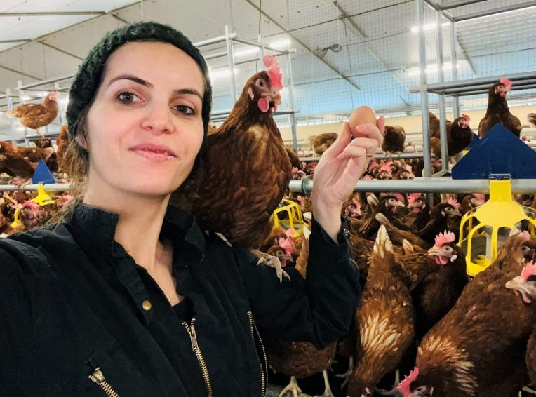 Jolies rousses poules œufs bio