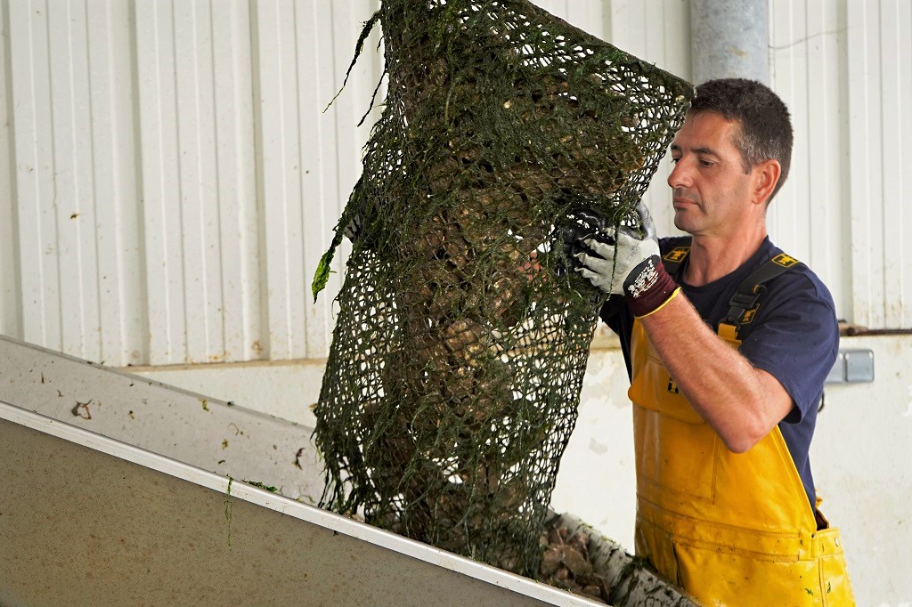 Ostreiculture huitres travail Charente-Maritime