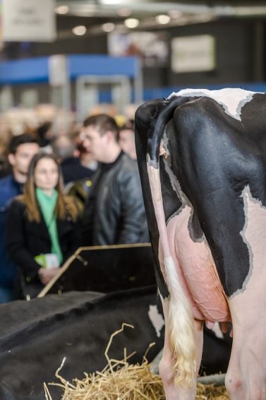 pie de vache au salon agriculture 2023