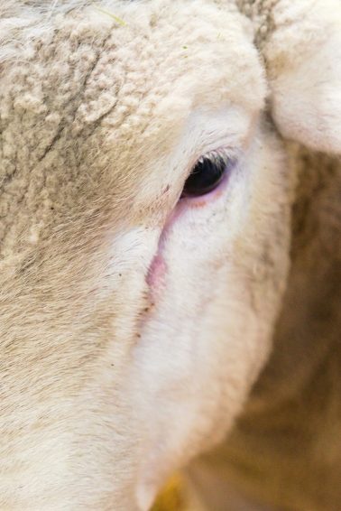 regard de vache au salon de l'agriculture 2023