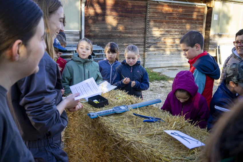 Atelier identification des bêtes lors de la découverte de la filière ovine.