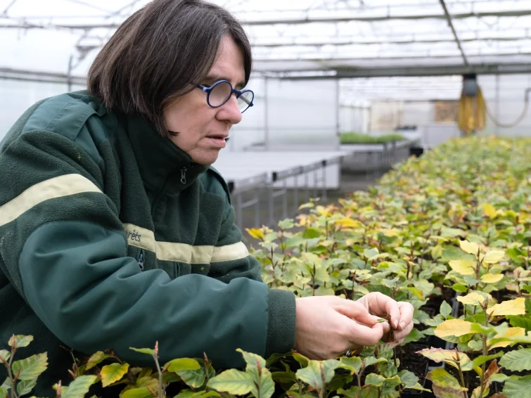 Contrôle de plants pépinière essences ONF forêts arbres