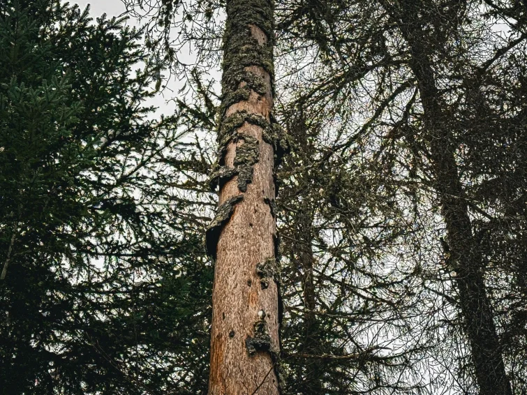 Epicéa scolyte arbre forêt ONF