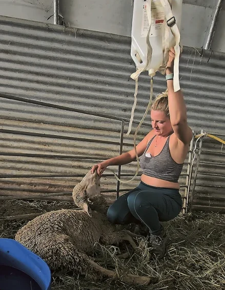 Marianna Briançon, éleveuse dans la vallée du Petit-Buech, dans les Hautes-Alpes, réalise ici des soins à une brebis touchée par la FCO.