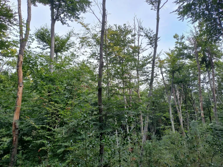 Hêtre dépérissant arbres forêt ONF