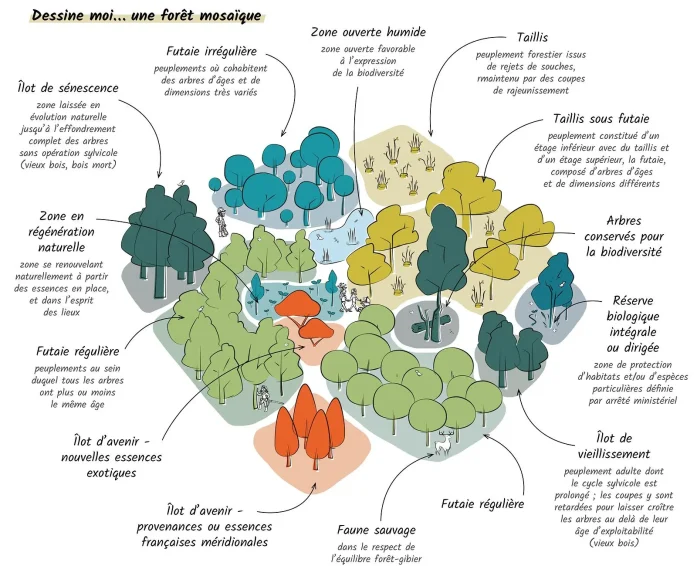 Dessine-moi... une forêt mosaïque. Futaie irrégulière : peuplements où cohabitent des arbres d'âges et de dimensions très variés ; Zone ouverte humide : zone ouverte favorable à l'expression de la biodiversité ; Taillis : peuplement forestier issus de rejets de souches, maintenu par des coupes de rajeunissement ; Taillis sous futaie : peuplement constitué d'un étage inférieur avec du taillis et d'un étage supérieur, la futaie, composé d'arbres d'âges et de dimensions différents ; Arbres conservés pour la biodiversité ; Réserve biologique intégrale ou dirigée : zone de protection d'habitats et/ou d'espèces particulières définie par arrêté ministériel ; Îlot de vieillissement : peuplement adulte dont le cycle sylvicole est prolongé, les coupes y sont retardées pour laisser croître les arbres au-delà de leur âge d'exploitabilité (vieux bois) ; Futaie régulière ; Faune sauvage : dans le respect de l'équilibre forêt-gibier ; Îlot d'avenir - provenances ou essences françaises méridionales ; Îlot d'avenir - nouvelles essences exotiques ; Futaie régulière : peuplements au sein duquel tous les arbres ont plus ou moins le même âge ; Zone en régénération naturelle : zone se renouvelant naturellement à partir des essences en place, et dans l'esprit des lieux ; îlot de sénescence : zone laissée en évolution naturelle jusqu'à l'effondrement complet des arbres sans opération sylvicole (vieux bois, bois mort).