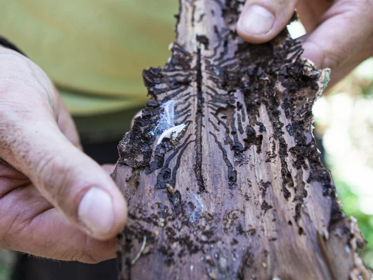 scolytes ecorce arbre forêt insectes ONF