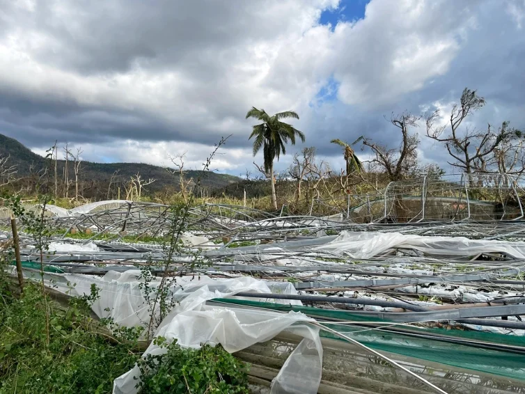 Mayotte Combani agriculture cyclone chido dégâts serres maraicher