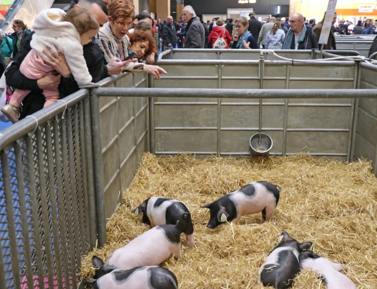 Porcelets cul noir Limousin salon agriculture