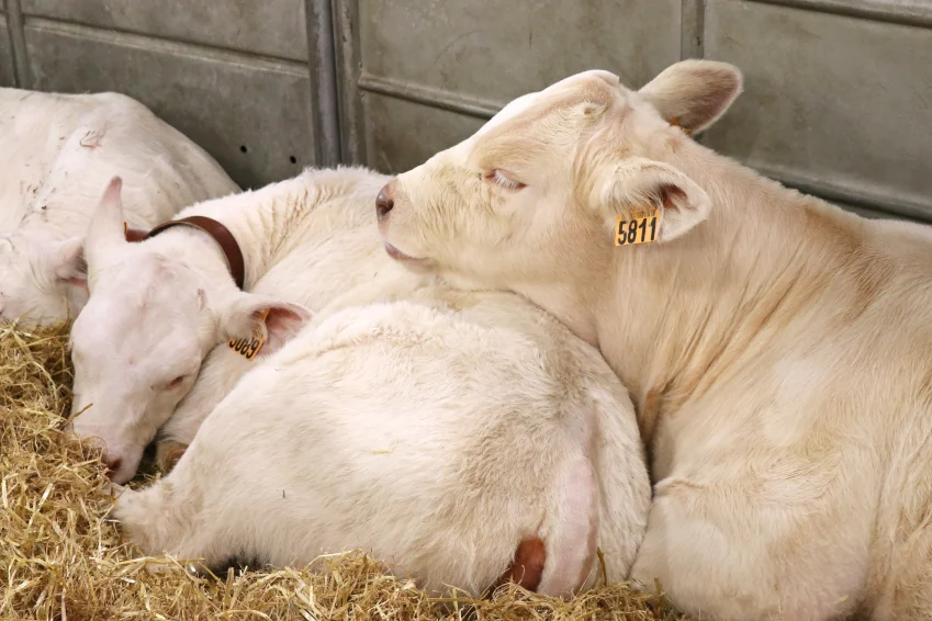 Veaux charolais salon agriculture