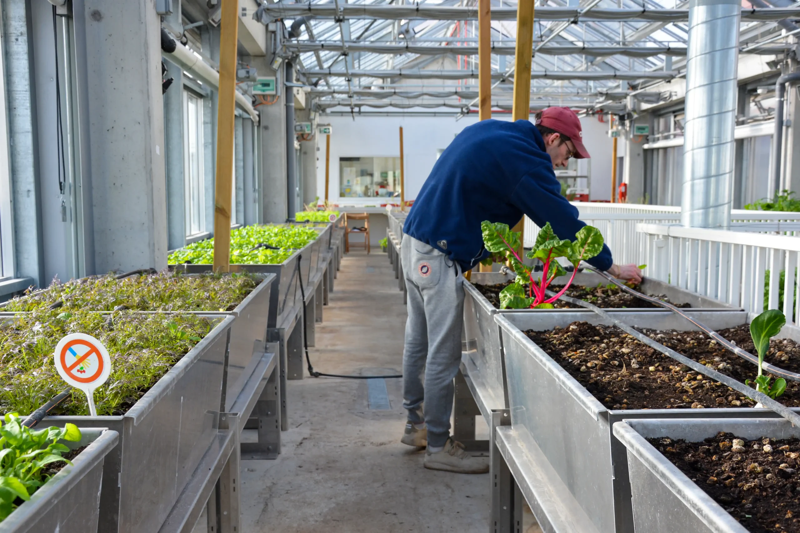 cité maraîchère Romainville ferme verticale légumes