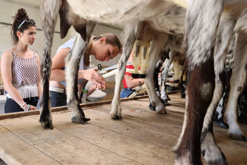 Immersion en salle de traite : les élèves mettent la main à la pâte lors de la traite du matin