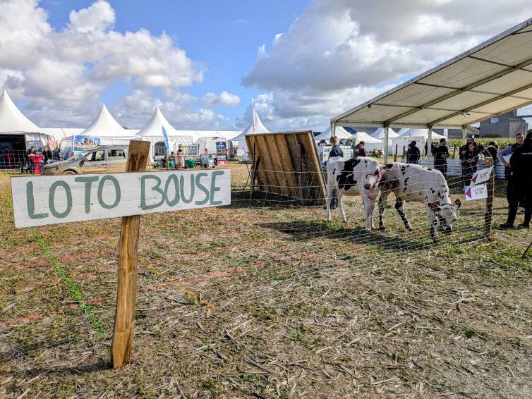 Le principe du loto-bouse : un sol quadrillé de cases numérotées, quelques vaches, on choisit ses numéros, le hasard et la nature font le reste.