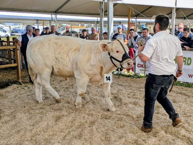 Les veaux charolais participent à l’un des nombreux concours agricoles du week-end.