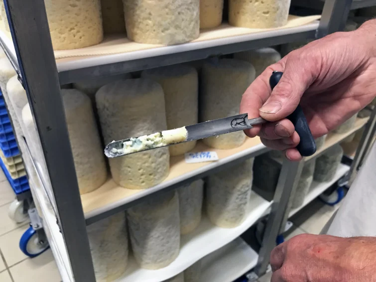 Fromage Vergnol agriculteurs bleu Auvergne Avèze Puy-de-Dôme affinage