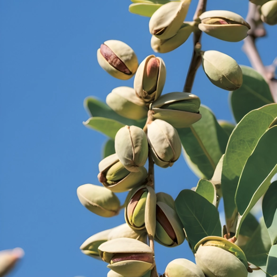 pistaches arbre