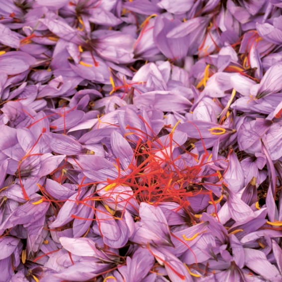 safran fleurs