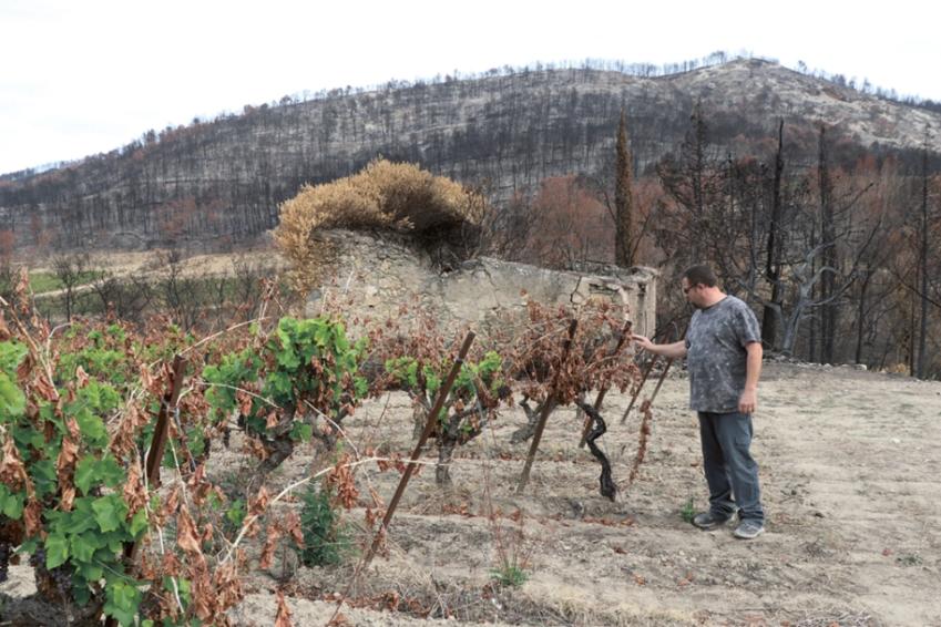 « Pour être agriculteur, il faut avoir la foi », indique Laurent Lignere, le vigneron du domaine viti­cole de Montjoie, à Saint-Laurent-de-la-Cabrerisse. L'exploitant sait qu’il devra arracher une partie de ses vignes et en planter de nouveau l’année prochaine.