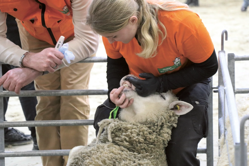 Angèle participe à l’épreuve de l’évaluation de l’état de santé des brebis. Le concours démarre à 8 h 30 avec un quiz sur la reconnaissance des races, puis les épreuves s’enchaînent : parage, bélier qualifié, tri des brebis, engraissement, état de santé et pose d'une clôture.