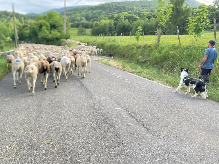 Constamment à l'écoute, le berger est connecté aux ovins par les yeux et par les oreilles, opérant d'incessants réglages pour accompagner le troupeau vers ses quartiers d’été.