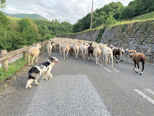 Les border collies obéissent au doigt et à l'œil à leur maître. Un dialogue permanent se noue entre les deux pour encadrer ce déplacement.