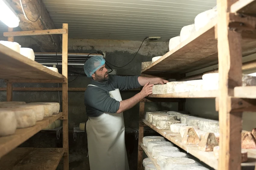 L’affinage du Barousse dure environ deux à trois mois dans la cave après quoi le fromage est vendu comme du petit pain sur les marchés locaux. Photo : ©Gérard Quintana.