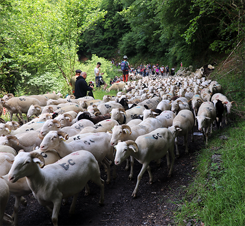 Les moutons donnent le tempo même si les éleveurs s'efforcent de contenir les ardeurs de leurs bêtes, aidés de leur chien. Tout se passe comme si ce peloton à quatre pattes brûlaient d'envie d’arriver tout là haut.